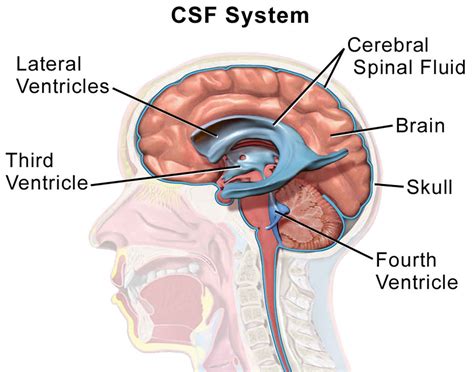 csf leak from nose test|Cerebrospinal Fluid (CSF) Leak 